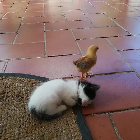 Sunset * チーニジ