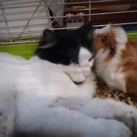 Sunset Frühstückspension *