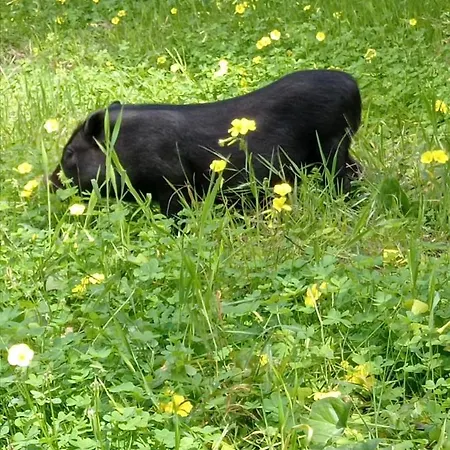 Frühstückspension Sunset Cinisi