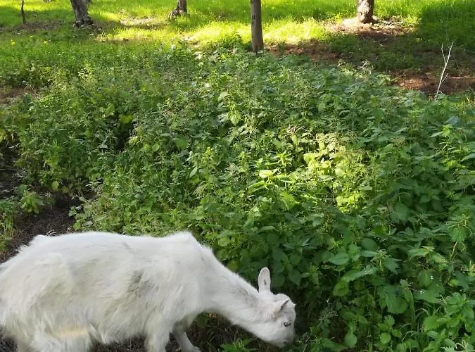 Bed & Breakfast Sunset